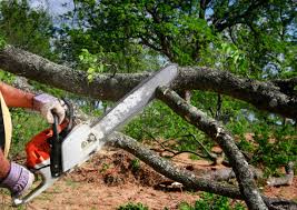 Best Storm Damage Tree Cleanup  in New Bedford, MA